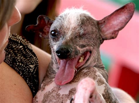 2008 World's Ugliest Dog Contest Winner from World's Ugliest Dog Contest Winners: 2007 to ...