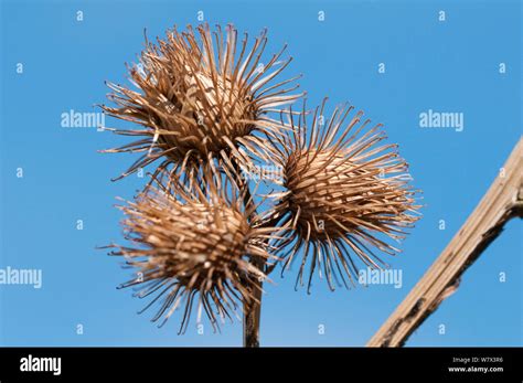 Seed Head Of Bur Plant Hi Res Stock Photography And Images Alamy