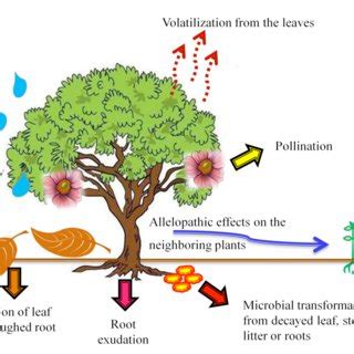 Pdf Allelopathy Of Five Lamiaceae Medicinal Plant Species