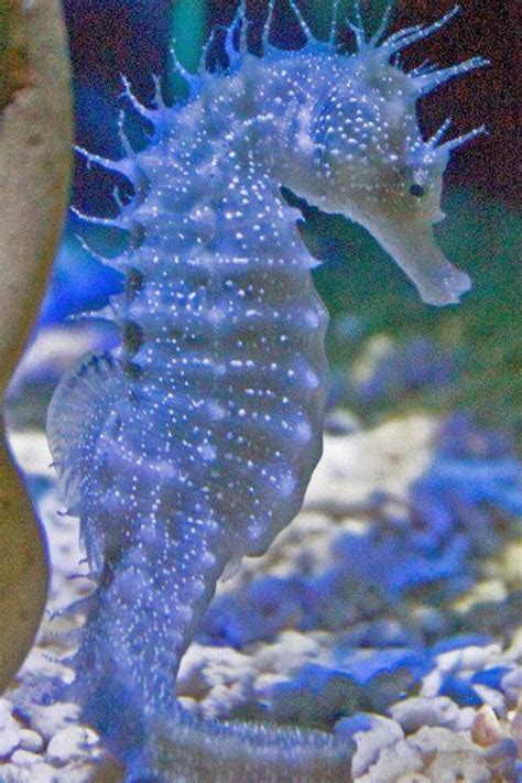 Pretty Sea Horse Ocean Creatures Ocean Animals Animals Beautiful