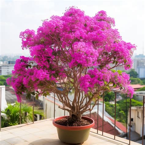 Como Plantar Manacá Da Serra Em Vasos Descubra Como Ter Esta Bela Flor