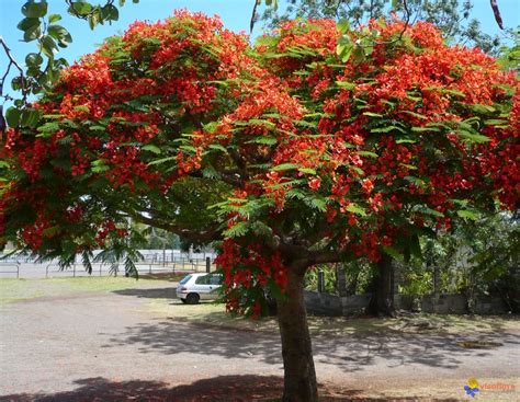 Photo : Delonix regia