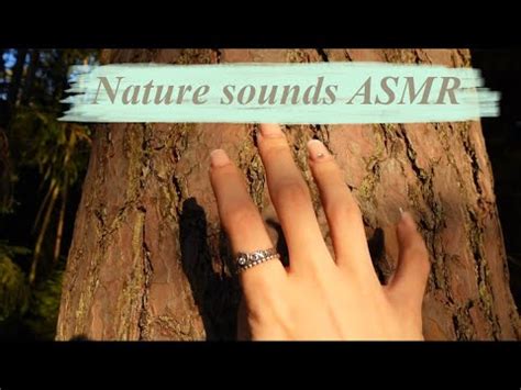 ASMR Nature Sounds Wood Tapping Water Sounds Rock Scratching YouTube