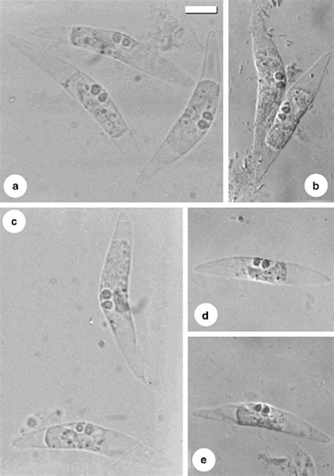 A E Fresh Spores Of C Swaisi Sp N From The Gallbladder Of S