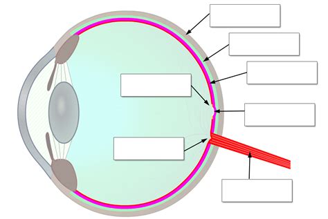 Netzhaut Des Auges Retina Aufbau Und Funktion