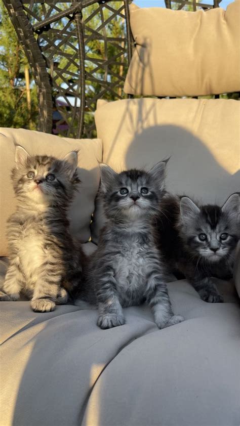 Maine Coon Pui De Rasa Pura Cu Pedigree Pasaport Felisa Autorizata