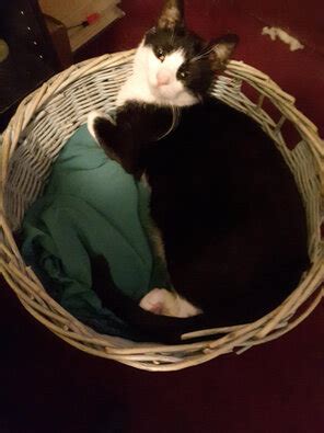 Savannah Stern Busty Housewife 0174 Porn Pic