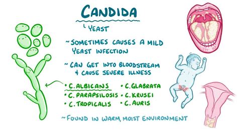 Candida Video Anatomy Definition And Function Osmosis