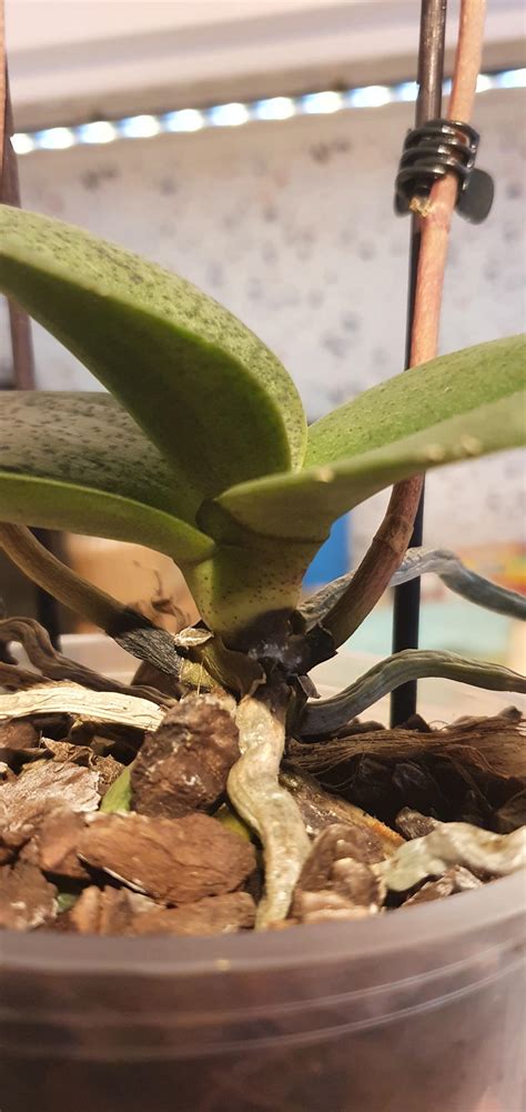 Please Help It Is Crown Rot Is There Any Chance To Save Her R Orchids