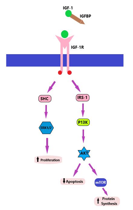 A Diagram Of Igf I And Igf Binding Protein Complex The Effects Of Download Scientific Diagram