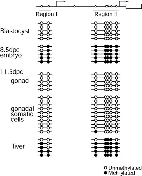 DNA Methylation Mediated Control Of Sry Gene Expression In Mouse