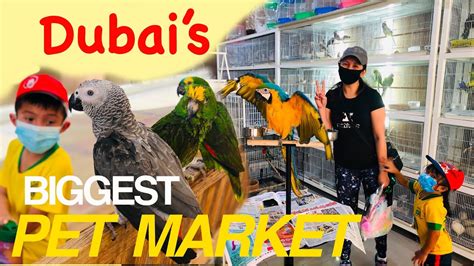 EXPLORING DUBAI S BIGGEST PET MARKET AL WARSAN PET MARKET YouTube