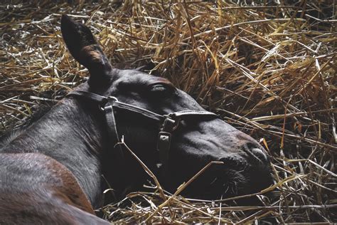 Resting horses look dead – Our First Horse