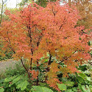 Acer Griseum Garden Shrubs Garden Trees Garden Plants Deciduous