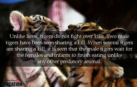 10 Unusual Tiger Facts Facts About Tigers