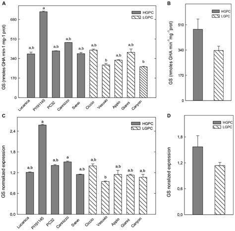 Glutamine Synthetase Activity And Expression In Caryopses At The