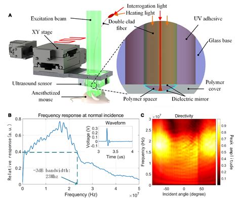 Figure 1 From Photoacoustic Mouse Brain Imaging Using An Optical Fabry