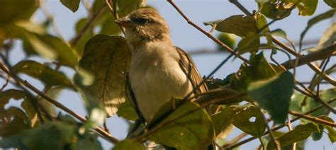 Yellow-throated Sparrow | Bubo Birding