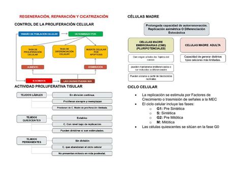 REGENERACIÓN DE TEJIDOS PPT Camila Silva uDocz