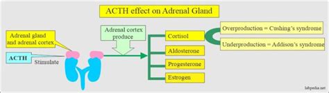 ACTH Adrenocorticotropic Hormone Cushing S Syndrome Labpedia Net