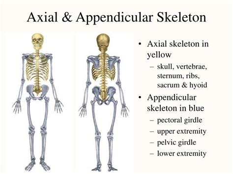 PPT Chapter 8 The Skeletal System PowerPoint Presentation Free