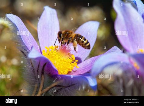 Flor de pasque y abeja fotografías e imágenes de alta resolución Alamy