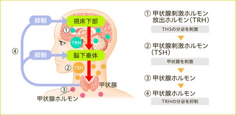 甲状腺ホルモンの調節｜甲状腺について｜甲状腺がんについて｜甲状腺がんhhc