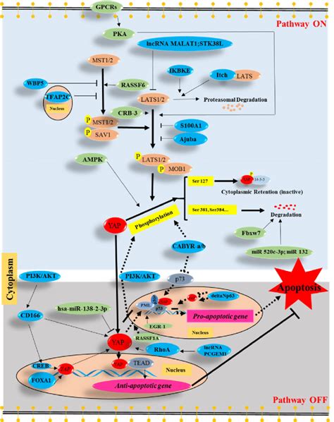 Many Molecules Regulate Apoptosis And Hippo Yap Signaling Pathway Download Scientific Diagram