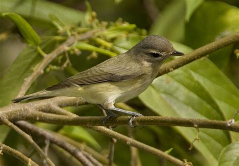 Warbling Vireo - Owen Deutsch Photography