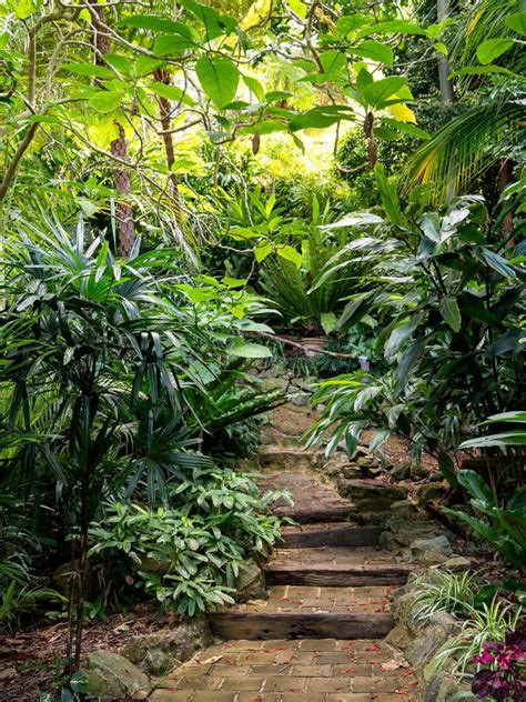 A Stone Path In The Middle Of A Jungle With Lots Of Trees And Plants On