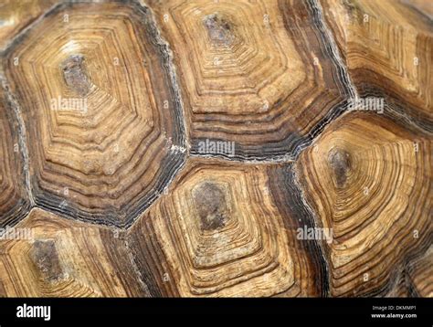 Tortoise shell pattern hi-res stock photography and images - Alamy