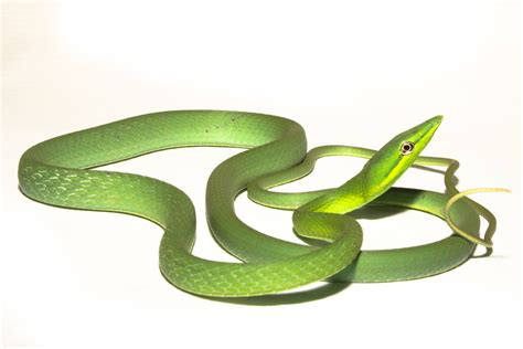 Green Vine Snake Oxybelis Fulgidus Snakes And Lizards