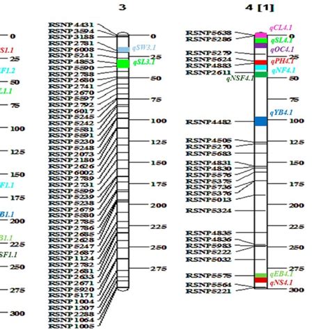 Genetic Linkage Map Shows The Location Of The Detected Qtls For Various