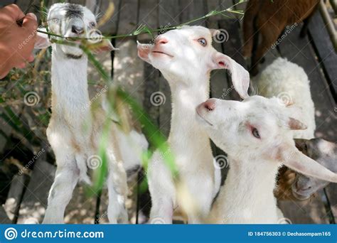 Uma Cabra Branca Comendo Folhas Verdes De Bambu Imagem De Stock