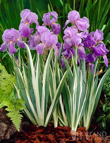 Variegated Iris Iris Variegata Pallida) McKay Nursery ...