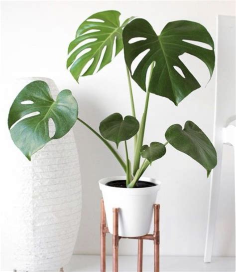 Pin Em Plantas De Interiores