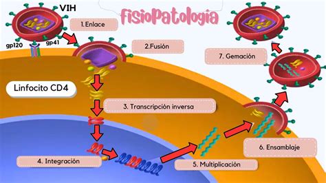 Fisiopatolog A Del Vih Nursing Cvc Udocz