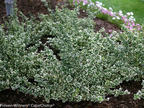 Euonymus Japonicus Green Hi-res Stock Photography And, 55% OFF