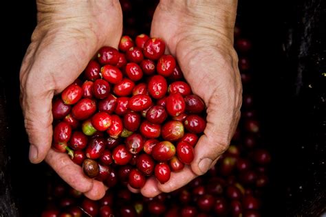 Cascara Tea | Melbourne Coffee Merchants