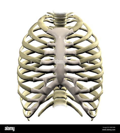 Ribcage Hi Res Stock Photography And Images Alamy