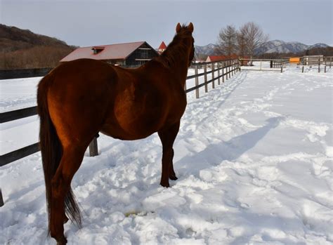 パカパカ工房 On Twitter 【優駿ビレッジaeru】種牡馬を引退し功労馬になったタイムパラドックス21歳（父ブライアンズタイム