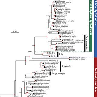 Maximum Likelihood Tree Inferred From Nuclear S And Mitochondrial S