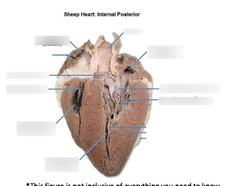 Sheep Heart Labeled Diagram