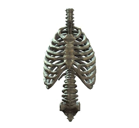 Rib Cage Free PNG Image - PNG All