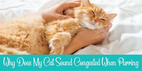 Cat Sounds Congested When Purring: 5 Common Reasons