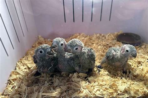 Crimson Conure Babies