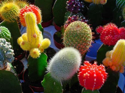 Tips for Grafting Cacti - World of Succulents