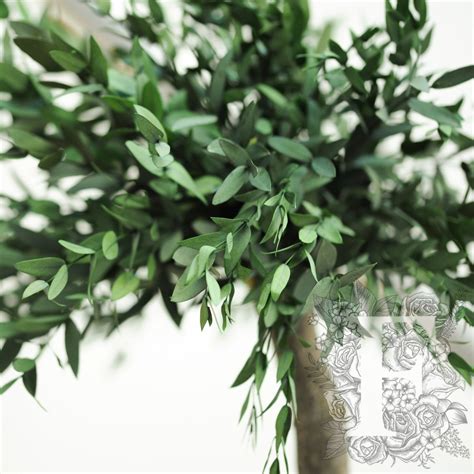 Jumbo Parvifolia | Fora Nature