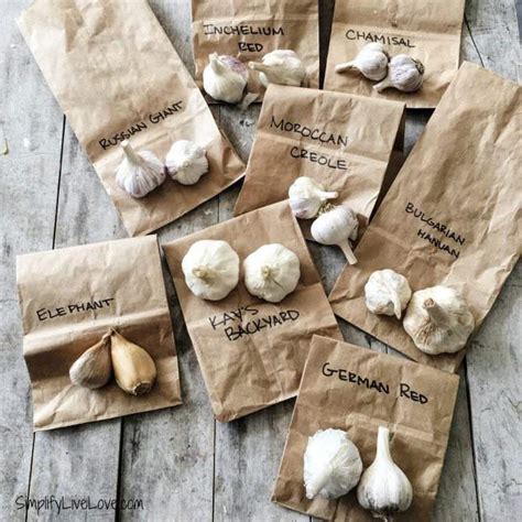 5 Types of Heirloom Garlic to Grow this Fall - Simplify, Live, Love