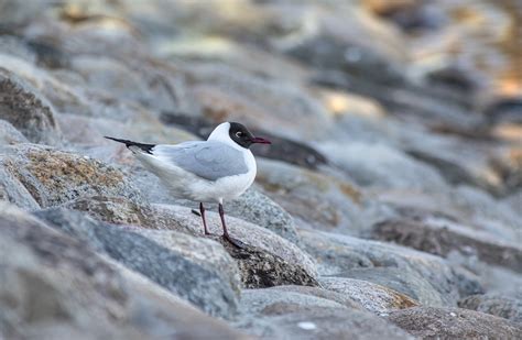 Black-Headed Gull Bird - Free photo on Pixabay - Pixabay